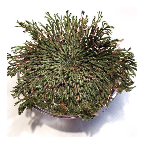 The Amazing Dinosaur Plant