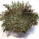 The Amazing Dinosaur Plant