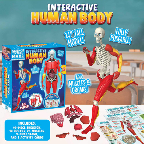 Interactive Human Body - Be Amazing